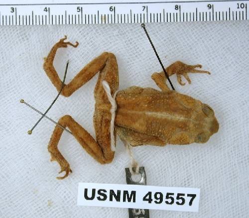 Inca Toad