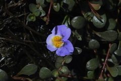 Thyridia repens