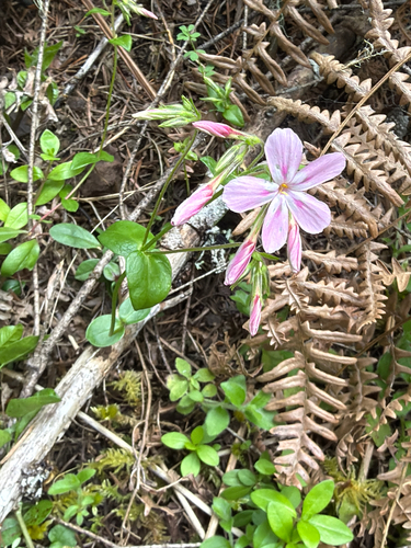 Phlox adsurgens, photograph 5