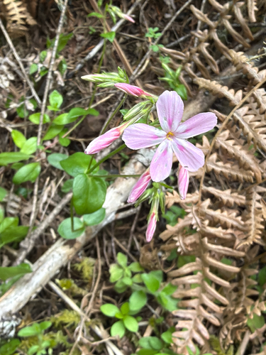 Phlox adsurgens, photograph 6