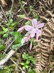 Phlox adsurgens, photograph (c) Aaron Liston, some rights reserved (CC BY)