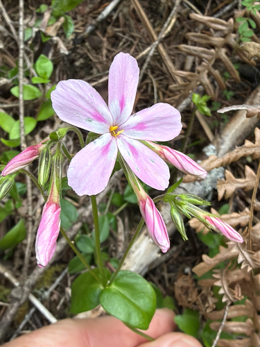 Phlox adsurgens, photograph 4