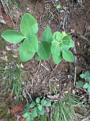 Lonicera albiflora, photograph 6