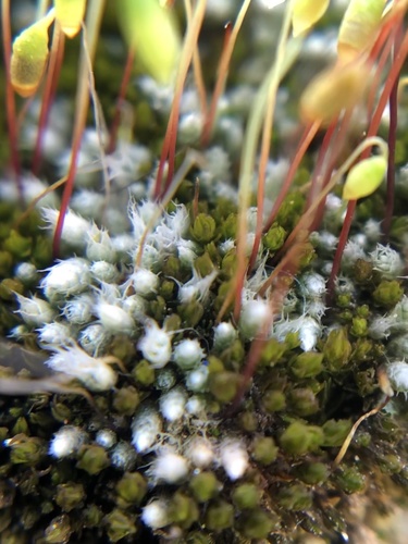 Bryum argenteum