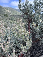 Arctostaphylos obispoensis, photograph (c) Skyler K, some rights reserved (CC BY)