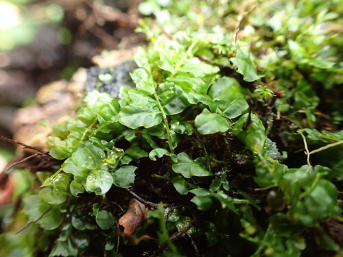 Plagiomnium rhynchophorum observed 2026-04-03