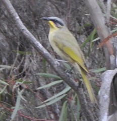 Lichenostomus cratitius