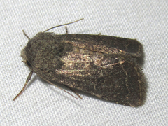 Protorthodes texicana