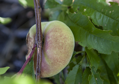 Prunus persica persica