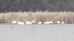 Pelecanus erythrorhynchos