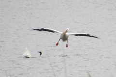 Pelecanus erythrorhynchos