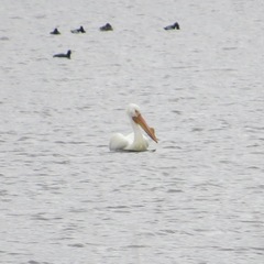 Pelecanus erythrorhynchos