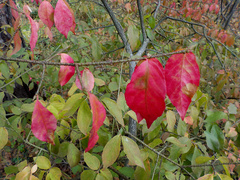 Euonymus verrucosus