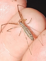 Tetragnatha demissa