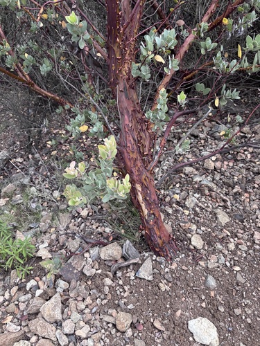 Arctostaphylos obispoensis, photograph 4