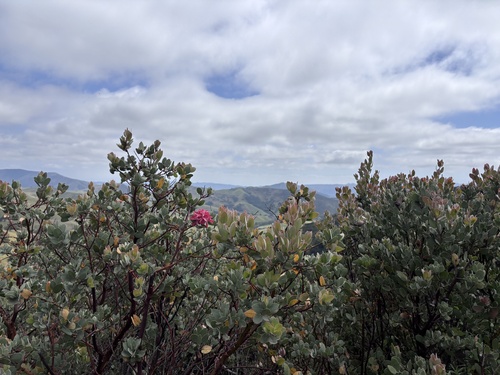 Arctostaphylos obispoensis, photograph 5