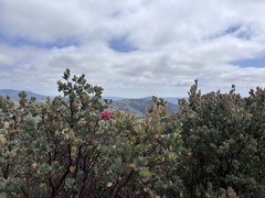 Arctostaphylos obispoensis, photograph (c) Skyler K, some rights reserved (CC BY)