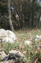 Alopecurus vaginatus