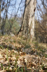 Carex flacca serrulata