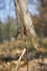 Carex flacca serrulata