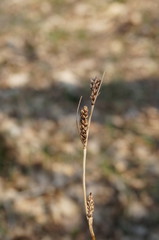 Carex flacca serrulata