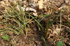 Carex flacca serrulata