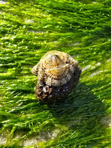 Sypharochiton pelliserpentis