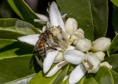 Prunus persica nucipersica