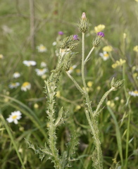 Carduus argentatus
