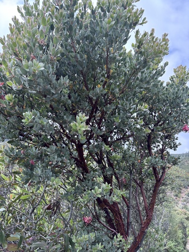 Arctostaphylos obispoensis, photograph 1