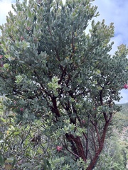 Arctostaphylos obispoensis, photograph (c) Skyler K, some rights reserved (CC BY)