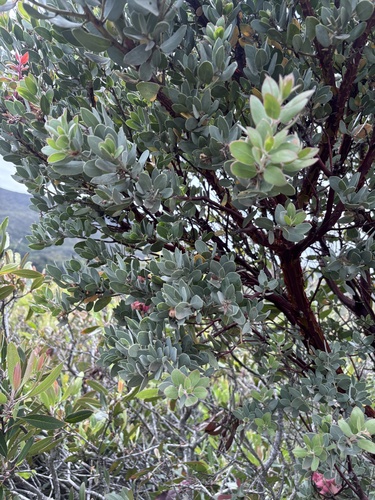 Arctostaphylos obispoensis, photograph 2