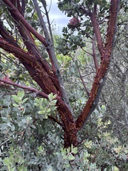 Arctostaphylos obispoensis, photograph (c) Skyler K, some rights reserved (CC BY)