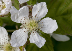 Rubus polyanthemus