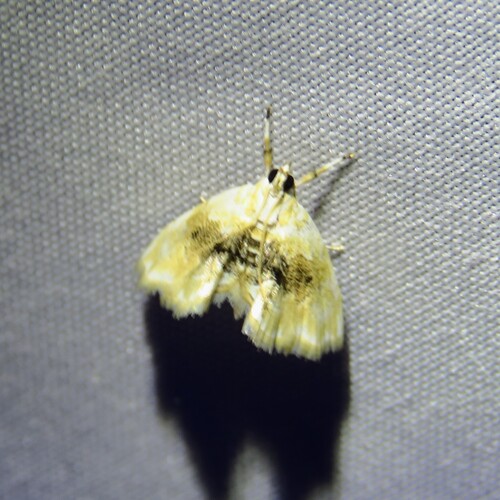 Brown-banded Lipocosma Moth