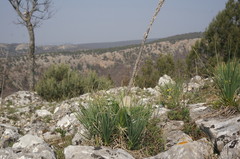 Asphodeline taurica