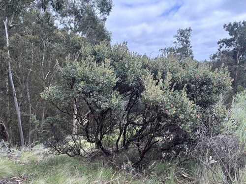 Arctostaphylos obispoensis