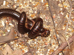 Doratogonus infragilis
