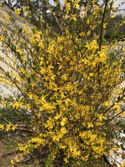 Forsythia koreana