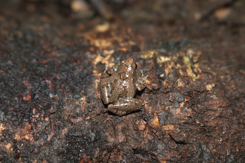 Microhyla palmipes