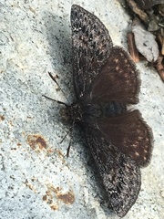 Erynnis persius borealis