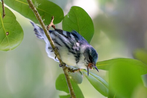 Cerulean Warbler (Setophaga cerulea), photo 9