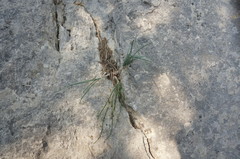 Allium marschalianum