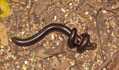 Doratogonus infragilis