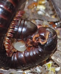 Doratogonus infragilis
