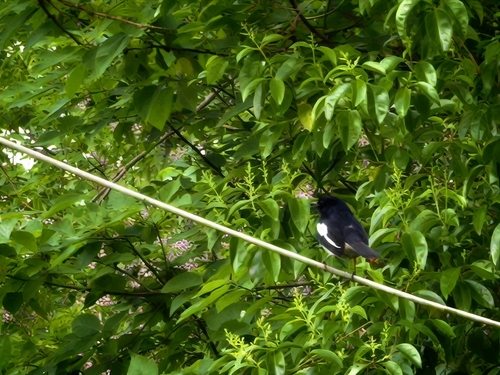 Oriental Magpie-Robin