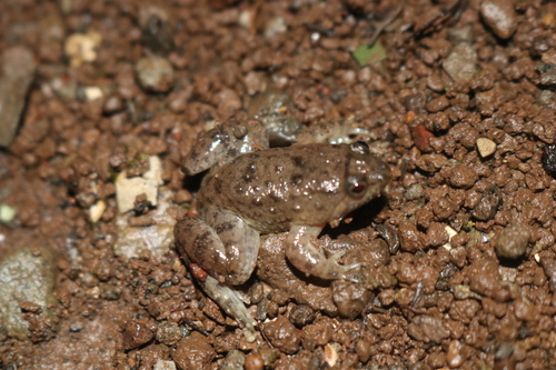 Occidozyga sumatrana