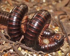 Doratogonus infragilis