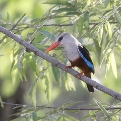 Halcyon leucocephala leucocephala