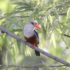 Halcyon leucocephala leucocephala